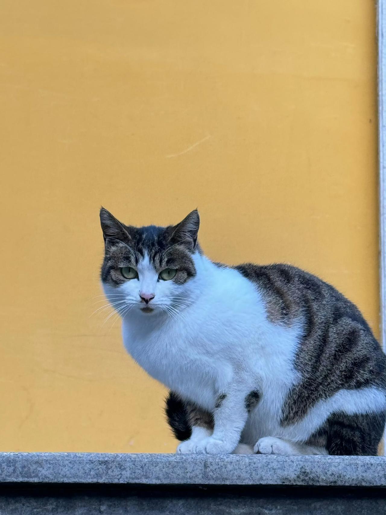 晒图笔记大赛逗猫[呲牙]