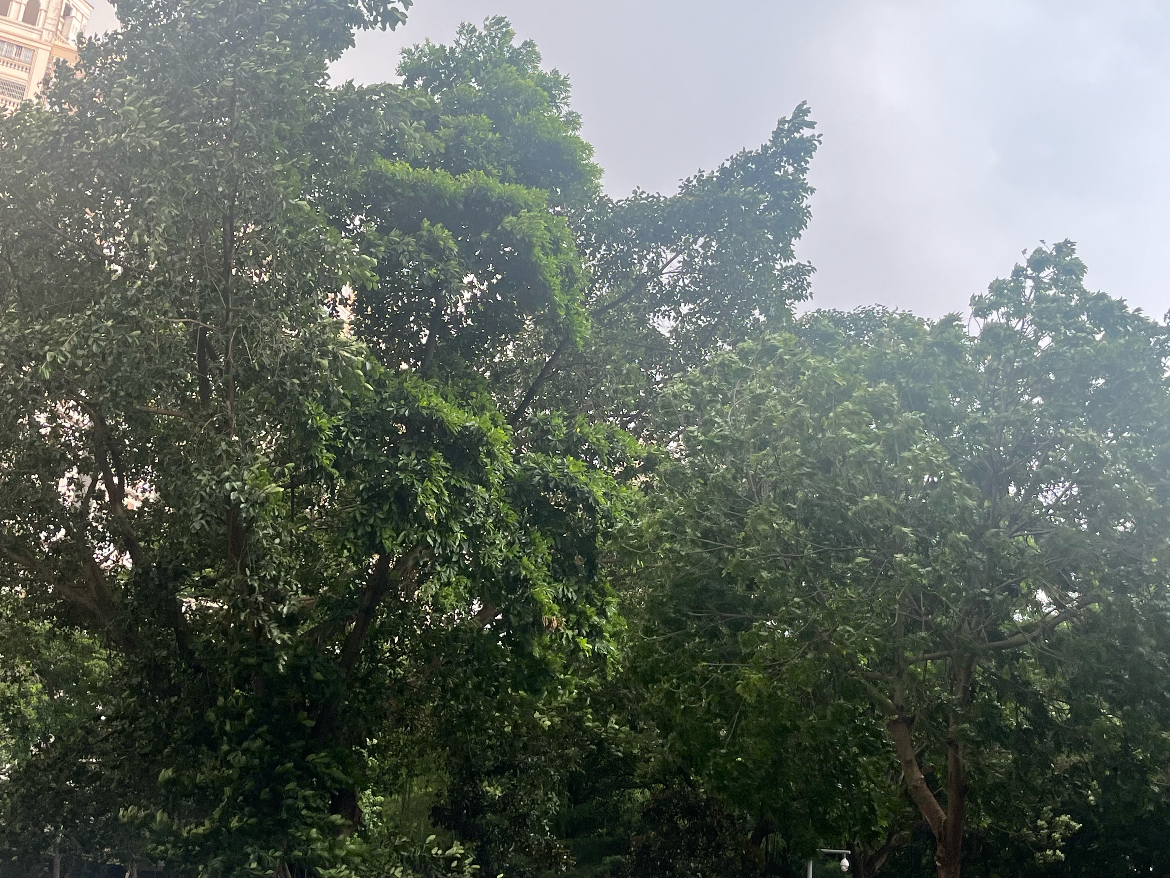 红霞红霞你莫要来
