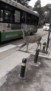 川流不息的车流中，总有人踩下油门，等待惴惴不安的小鹿穿过马路。这也许就是人性的光