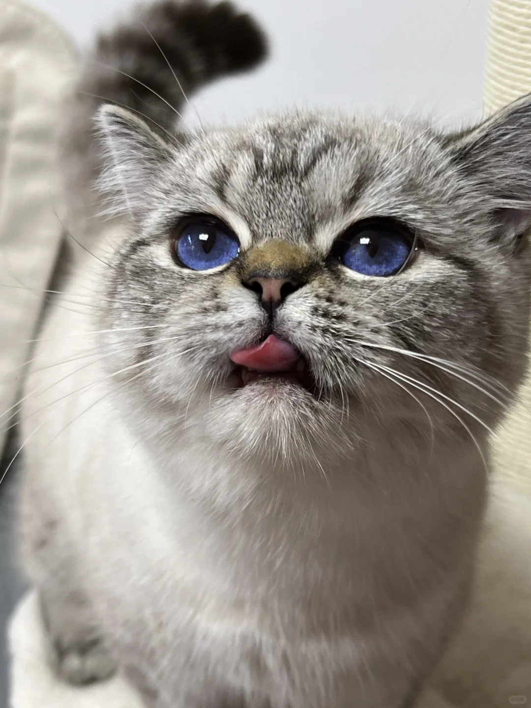 英短山猫｜这种眼睛居然是存在的！
