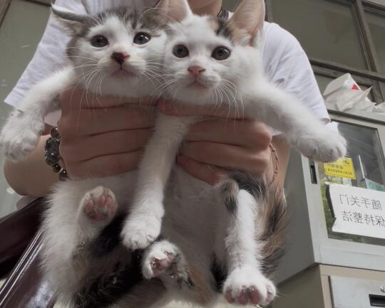 领养｜年轻的时候谁不是容色倾城———