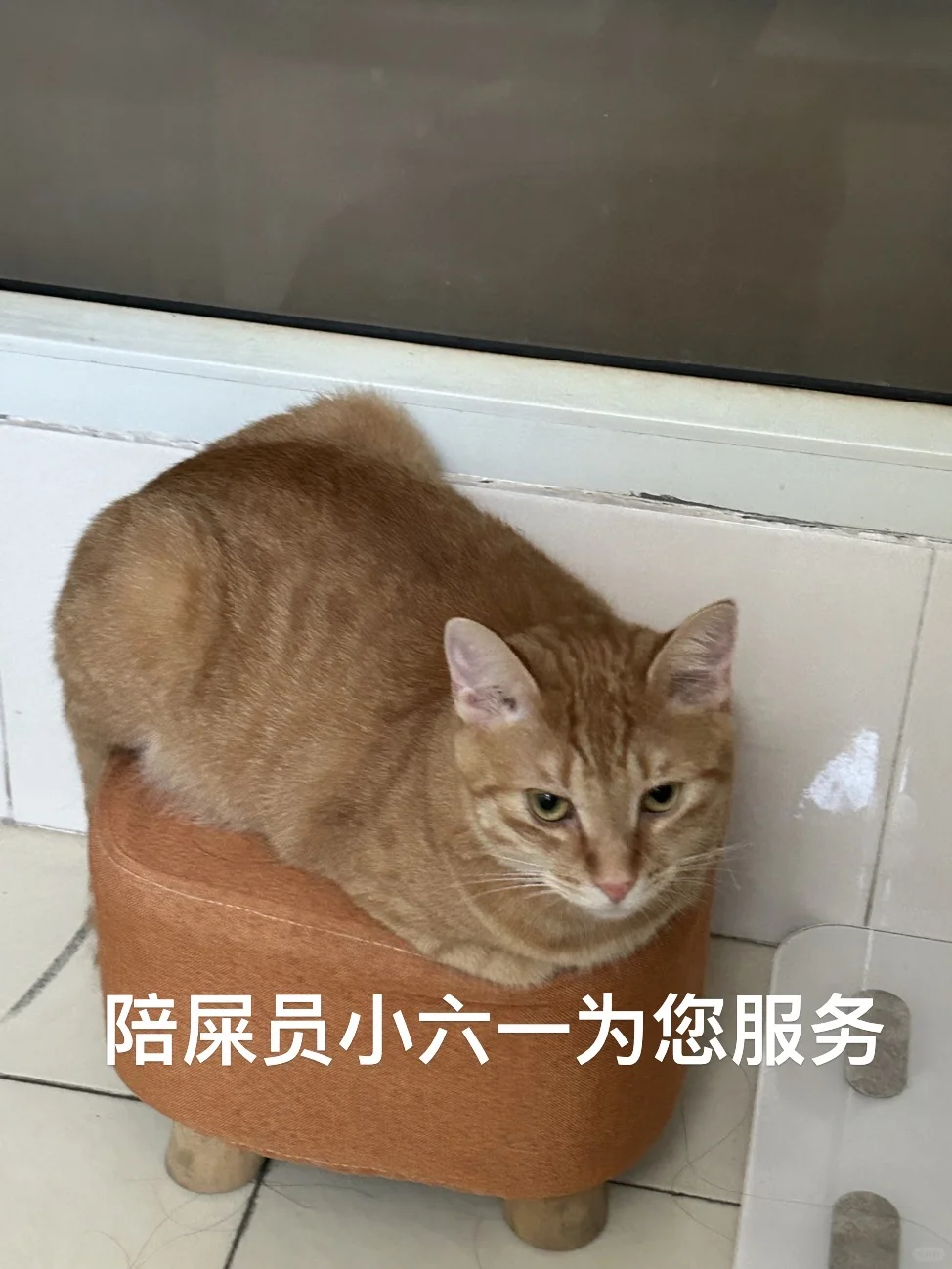 请查收小猫表情包