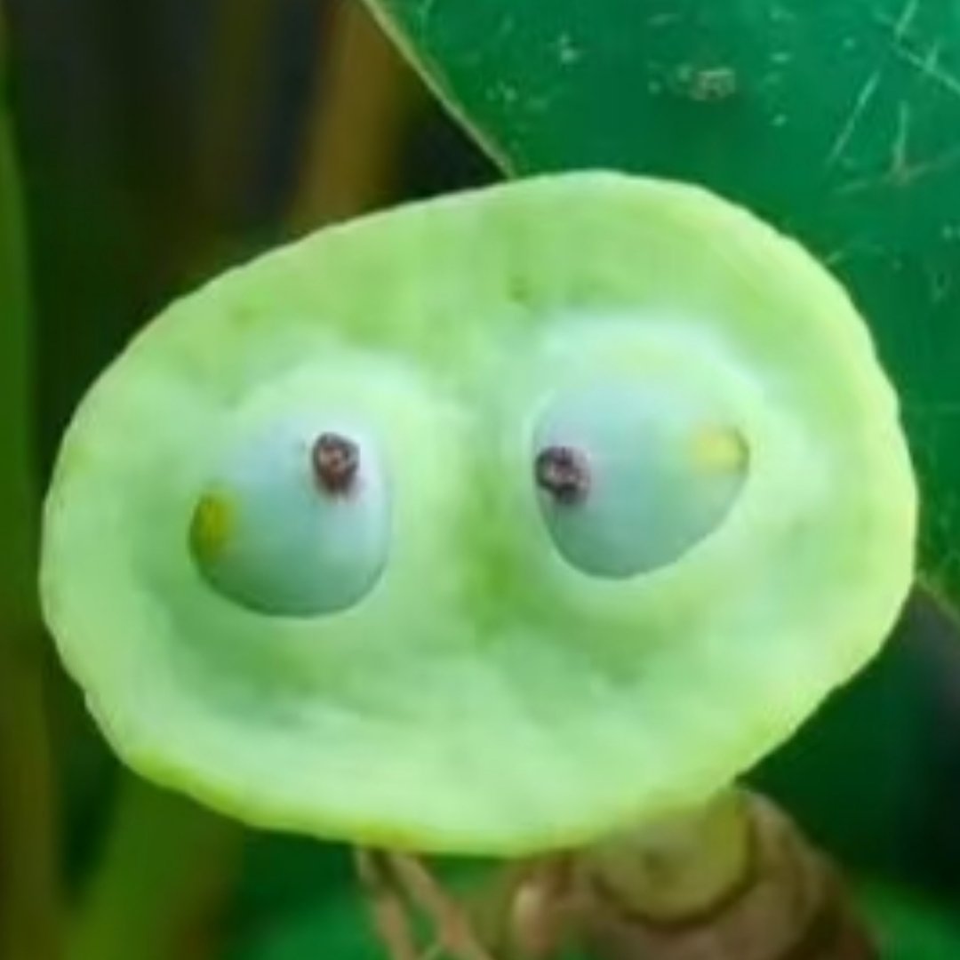 成精了……