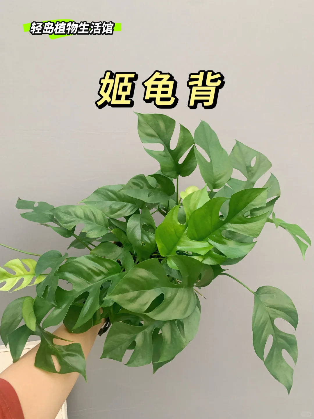 姬龟背，灵动之绿🍃