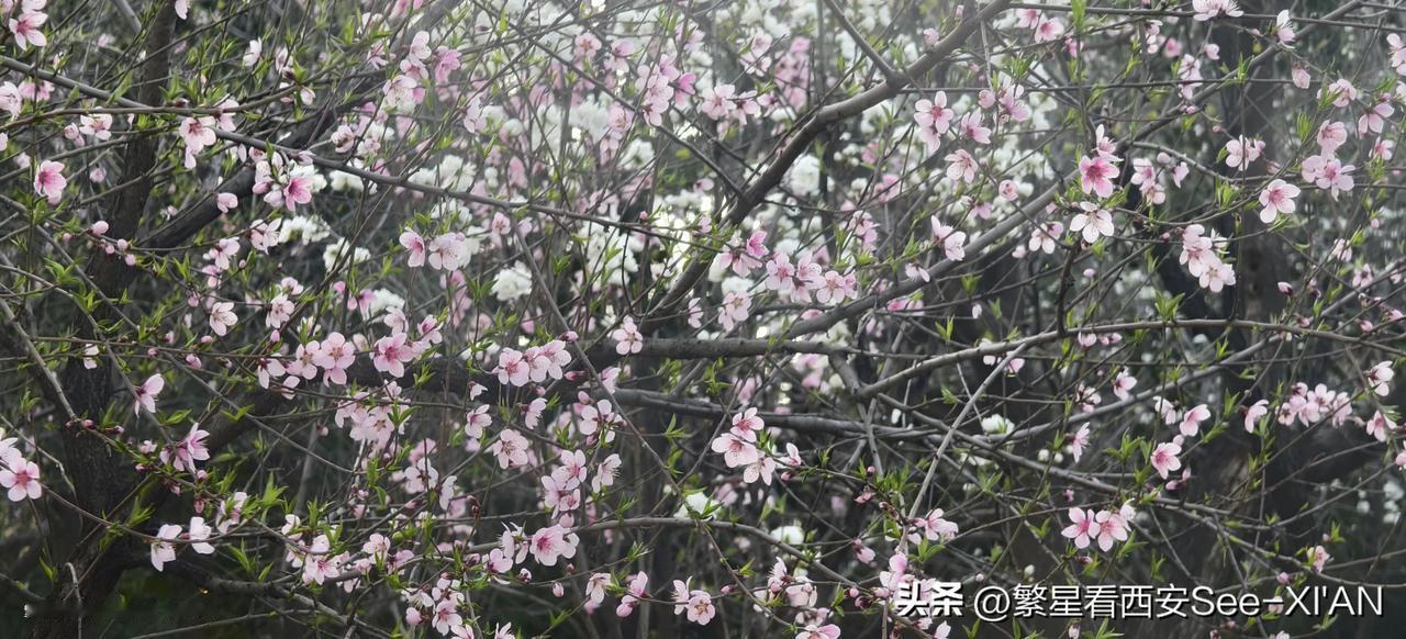 春日生活打卡季四月份，伴随温度进一步上升，更多的花朵绽放。在小区旁边的口袋公园里