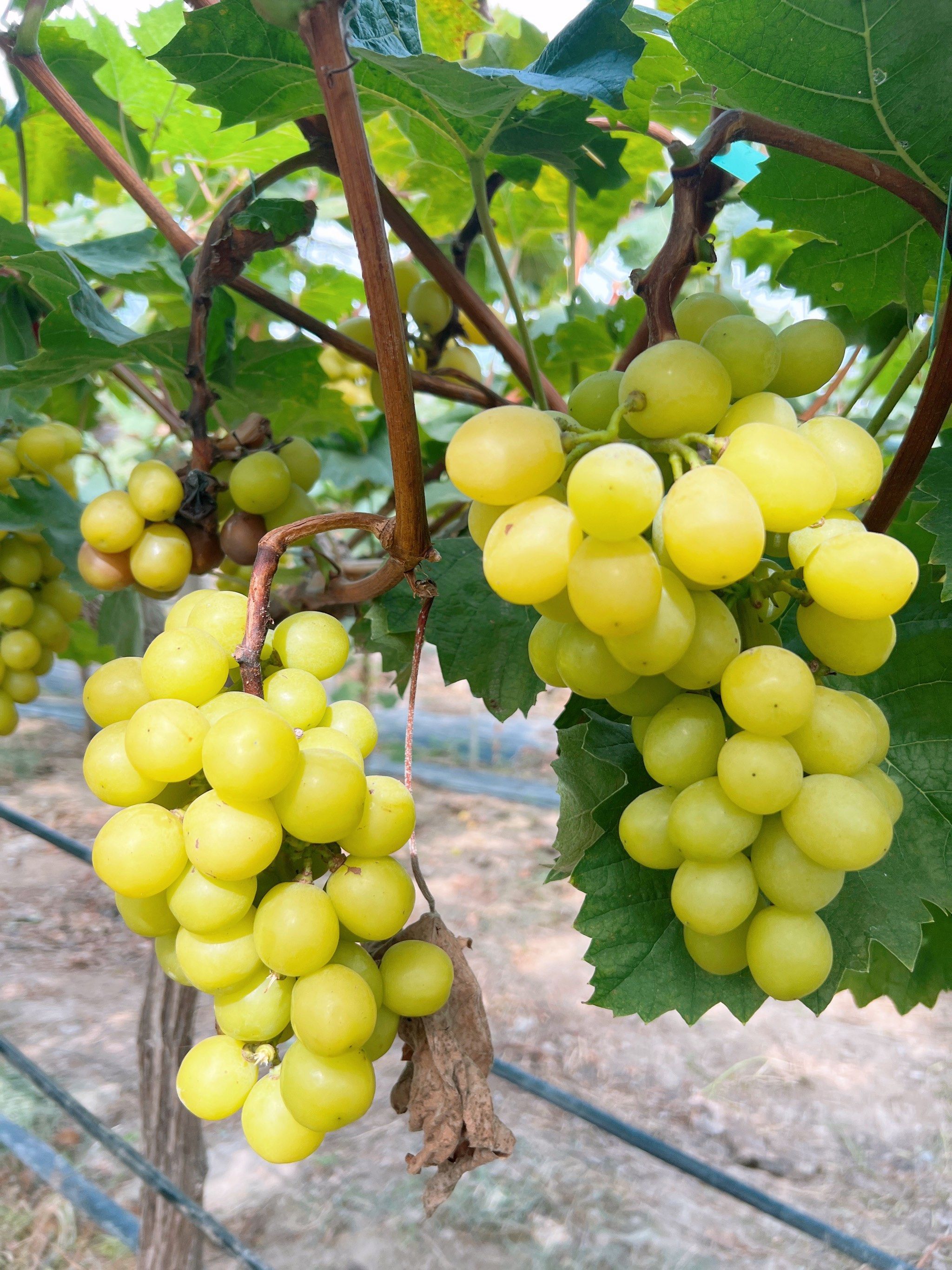 车厘子价格暴跌近40%每年车厘子、榴莲价格暴跌的新闻不计其数，但到线下店买的时候