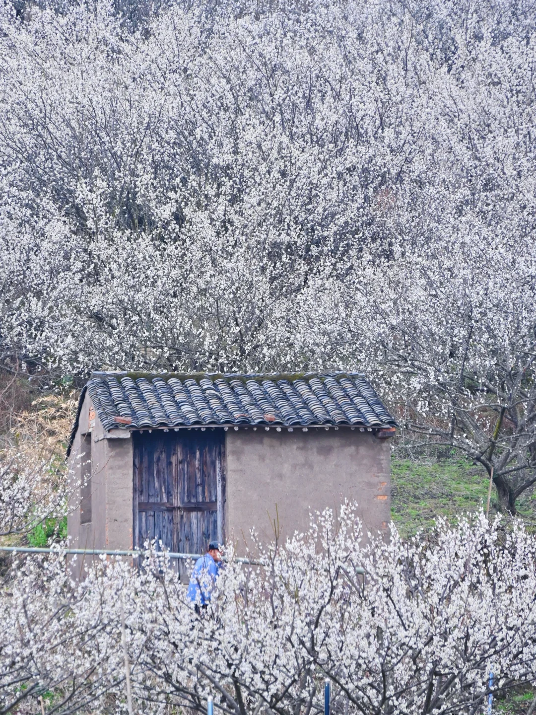 宁波1h|今年我去过最冷门赏梅地，白梅似雪