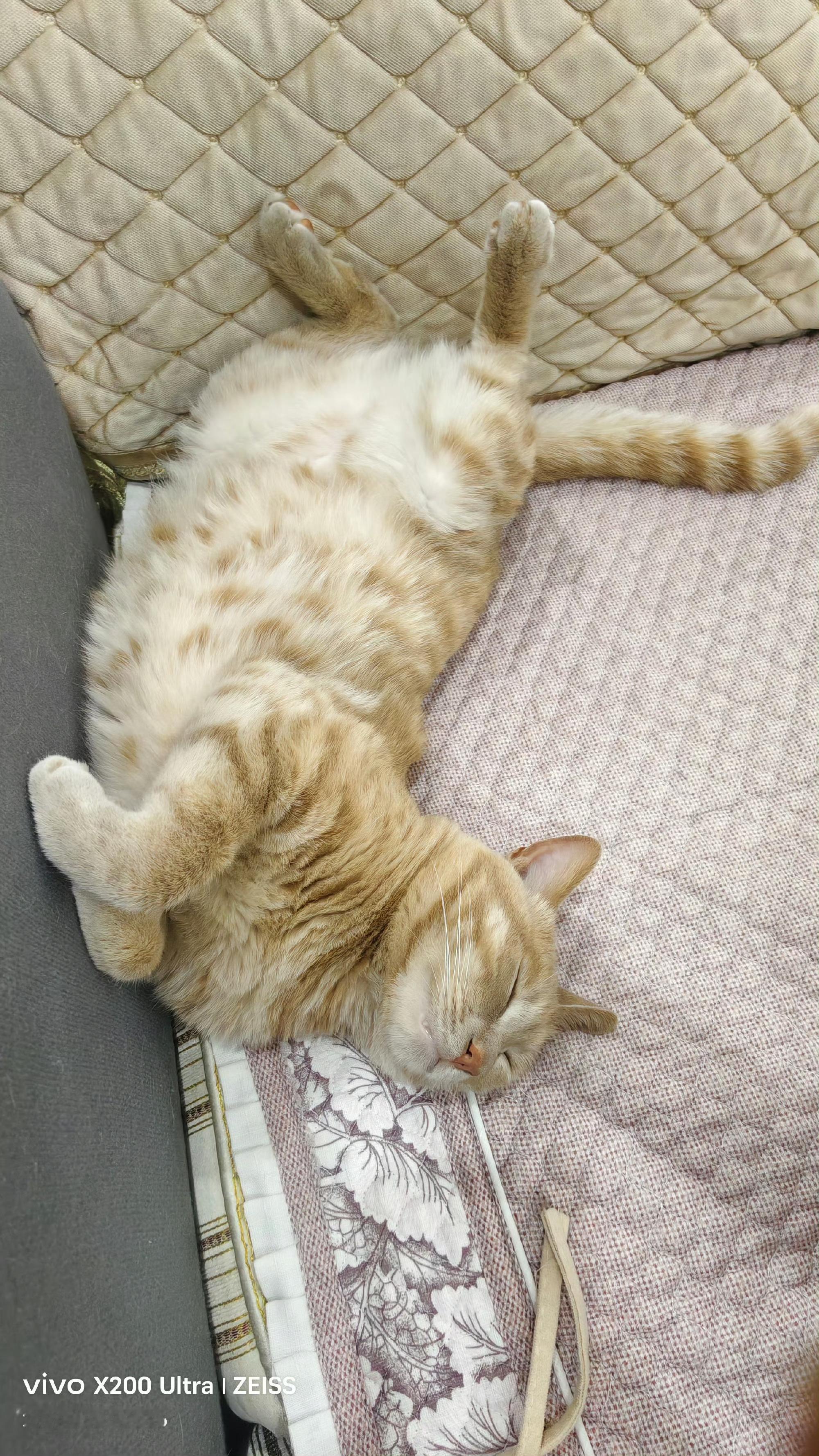 小猫把自己睡成小手套了哈哈哈哈，网友家这真的很像一个手套！我家橘子会折叠睡[偷笑