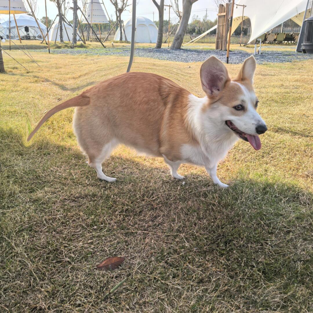 十二生肖柯基版 