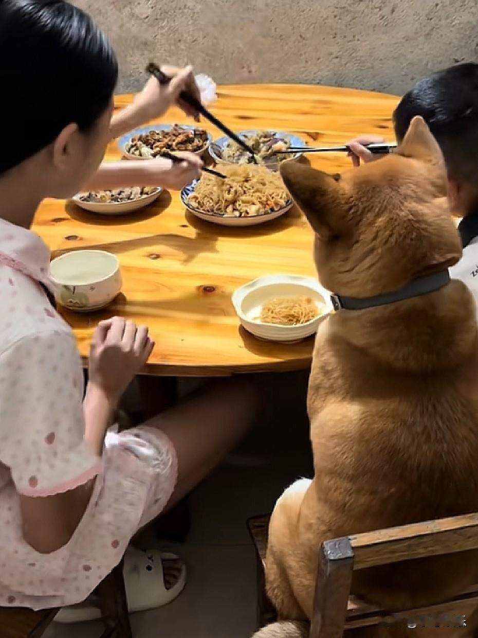 大黄成了家里正式饭友，家人们谁见过这阵仗啊！咱这位黄大哥直接在饭桌C位稳稳落座，