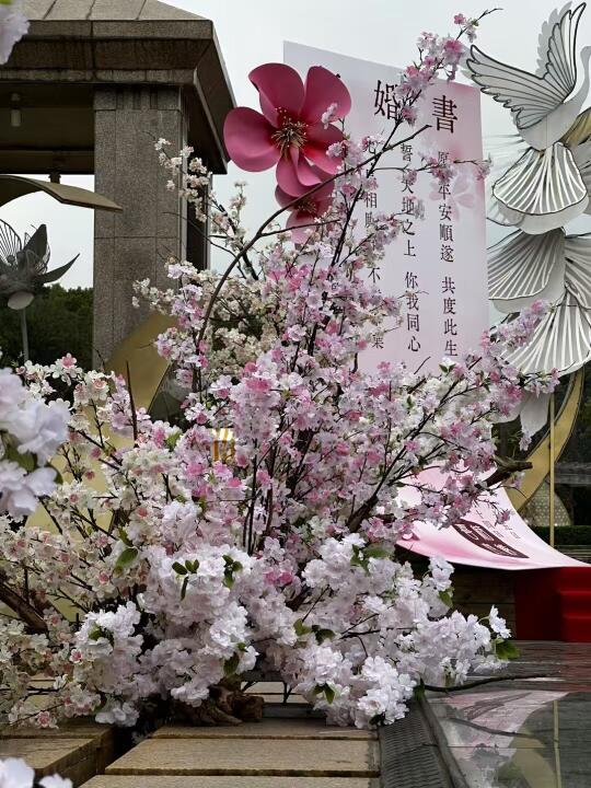 春花三月樱花开满山遍野最迷人