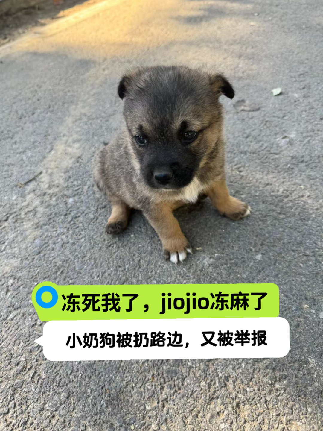 这么冷，小奶狗被扔路边，怕冻死了好心人给弄了个窝，居然被人举报？就容不下几个小狗...