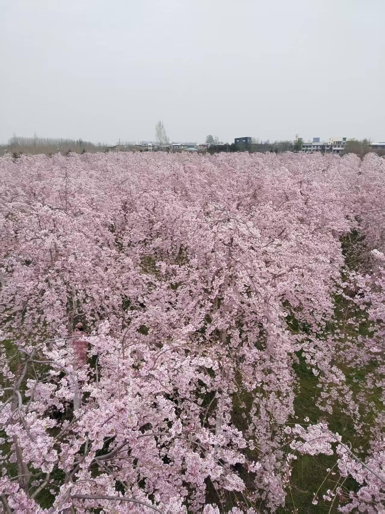 鄠邑区甘河丁村的樱花迎来最佳观赏期，老板仅门票收入就已过百万元！

近日，西安鄠