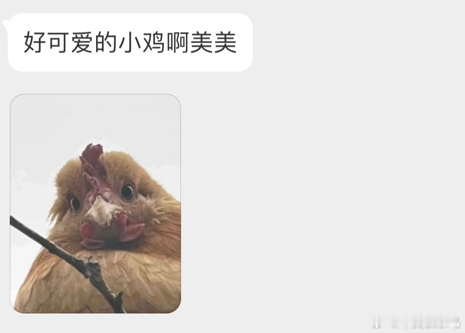 眉清目秀的小鸡🐥 ​​​