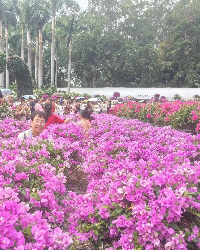 中文在过去一万年里，是世界上最高效与先进的语言，但元 清朝统治期间，中文被打压，