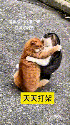 哎呀妈呀老铁快看！
宿舍楼底下这俩小猫，隔空喵喵对喊半天
终于憋不住闹到一块儿了