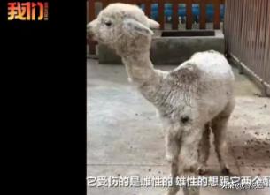 安徽蚌埠，某动物园的两只羊驼，雌羊驼拒绝交配，被公羊驼咬的满身是伤，饲养员没办法