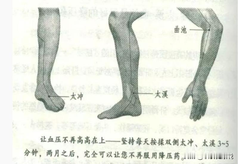 【两经两穴防治高血压】

治、防高血压，直接的方法是敲肝经和胃经。

治、防高血