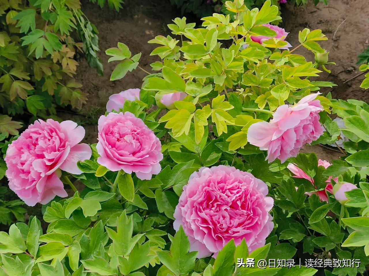 风雨皆为过往，得失不必思量。
半怀烟火度日常，半携清欢静养。
看淡世事浮沉，心随