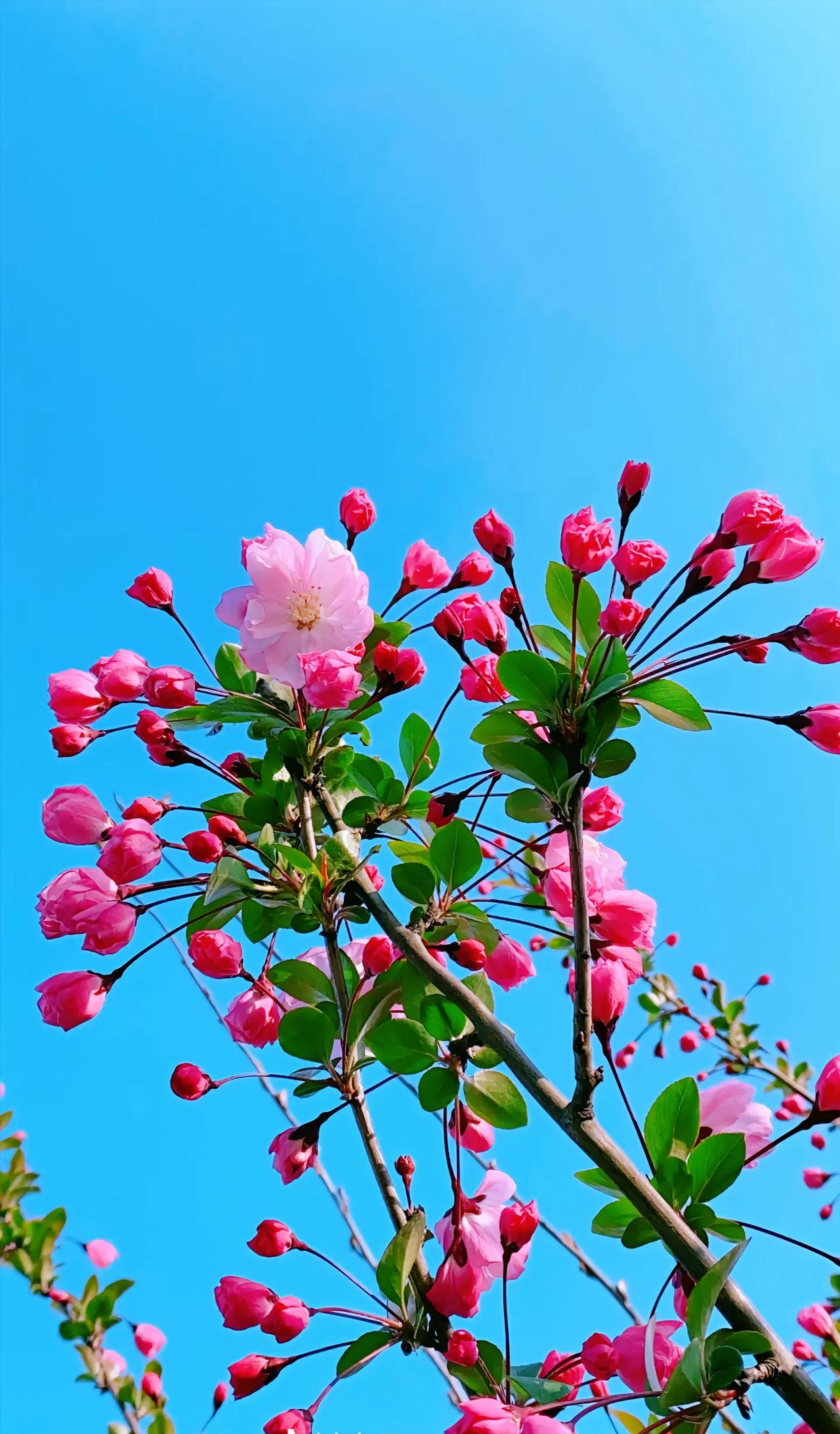 院里栽6树，门前种双枣、穷神不打扰；
桂花门前栽、贵人自然来；
一棵柿树富百年，