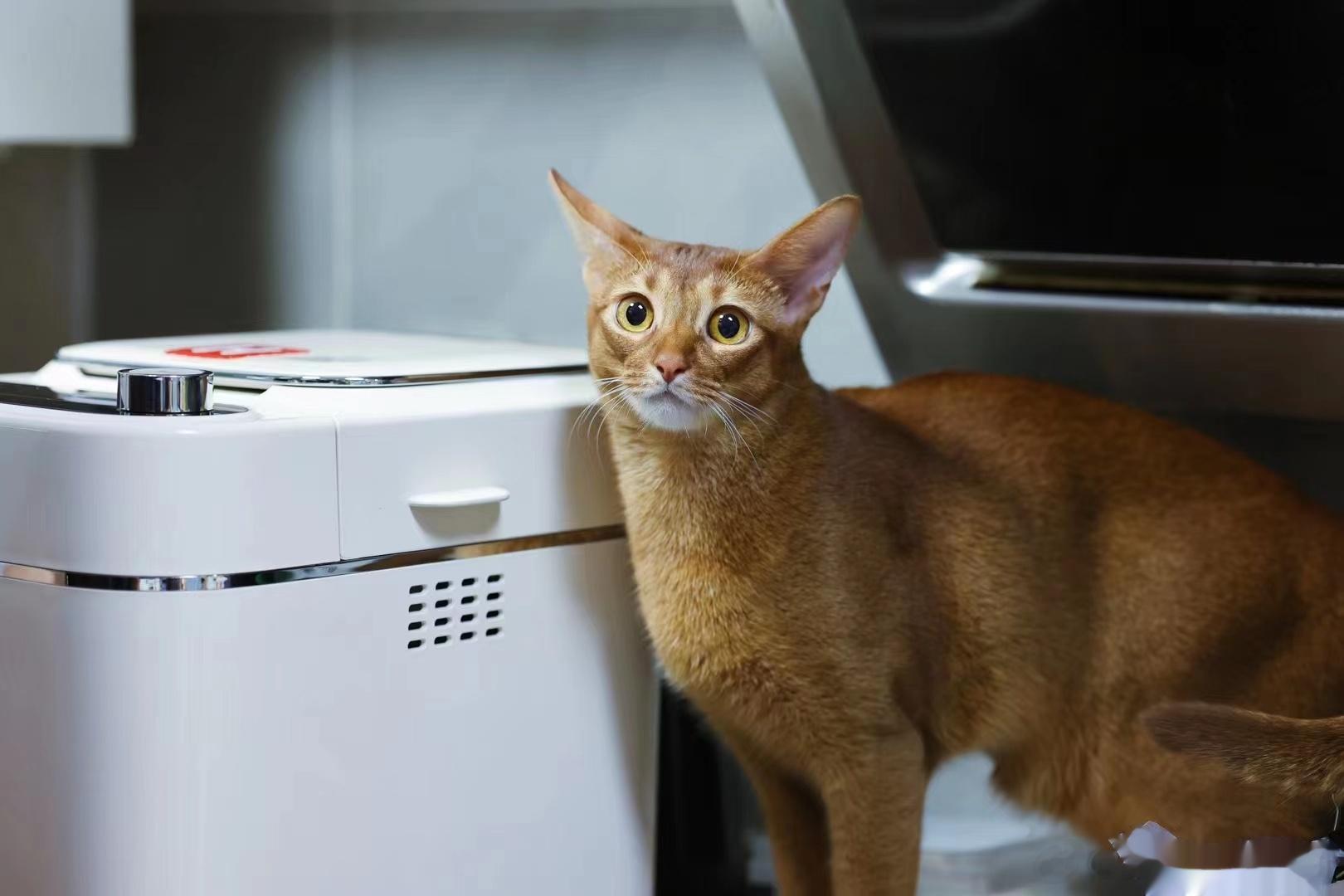 #今天# #随手拍# 🐈 “妈妈，你又给我买了啥新玩具”好奇喵的一天，充满各种