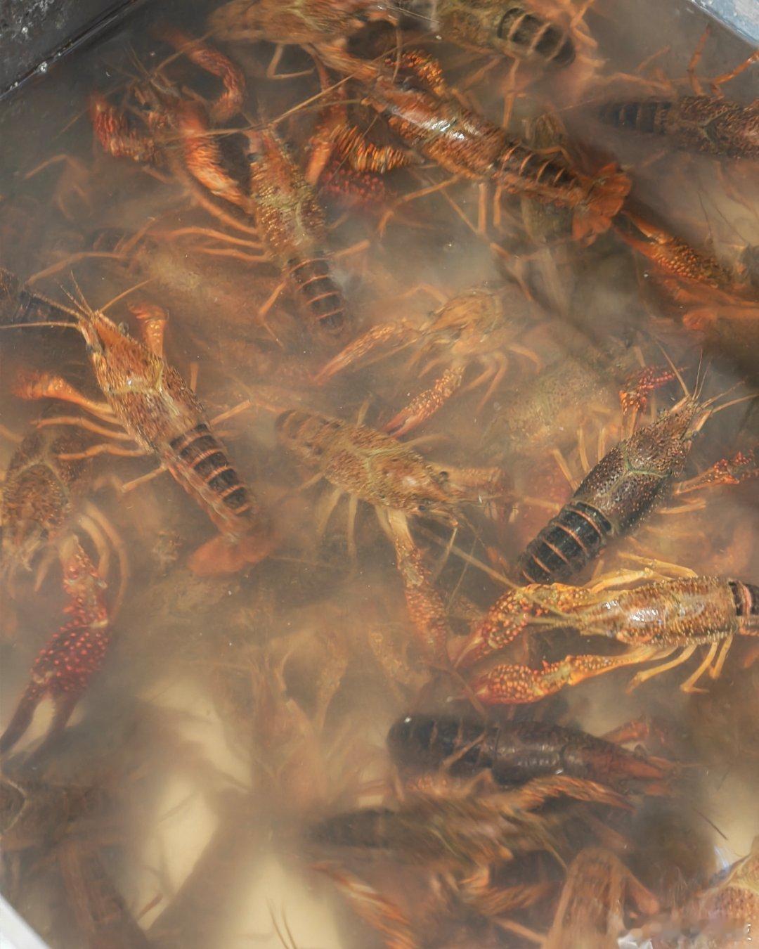 今晚吃龙虾这个龙虾13块钱1斤，你们觉得如何？你们喜欢清蒸的，还是香辣的？ 