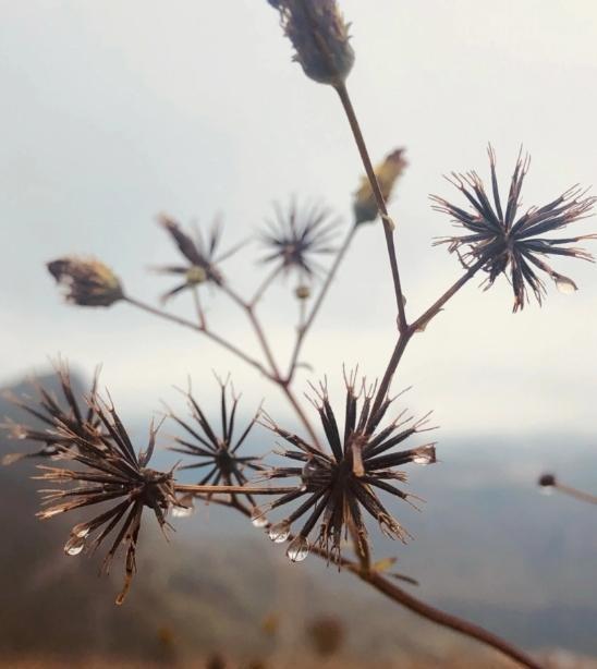 各位老铁们，你们有没有遇到过被红火蚁咬伤的糟心事？那滋味，啧啧，简直是"痛并快乐