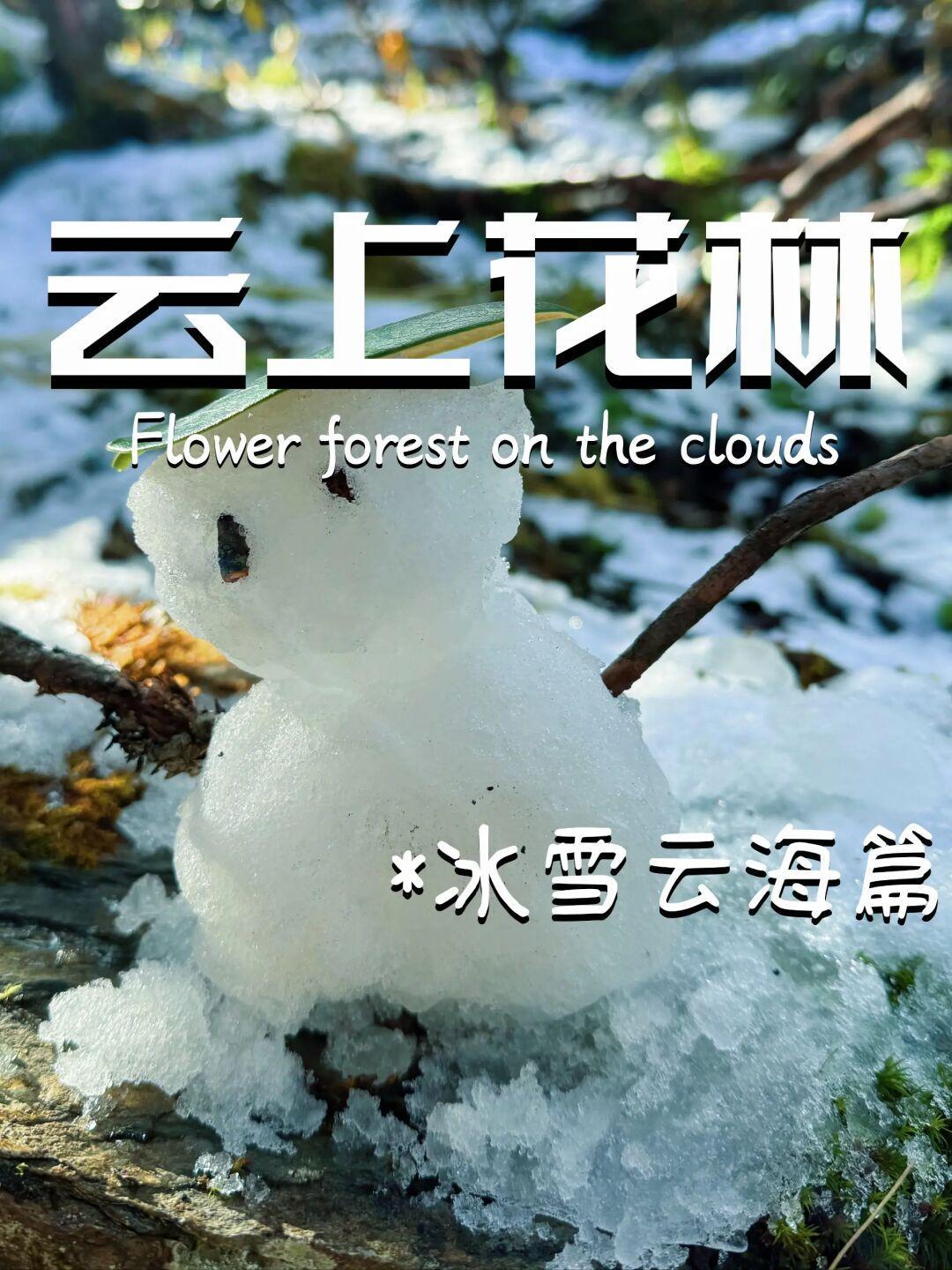 云上花林｜巴朗山的冰雪云海季