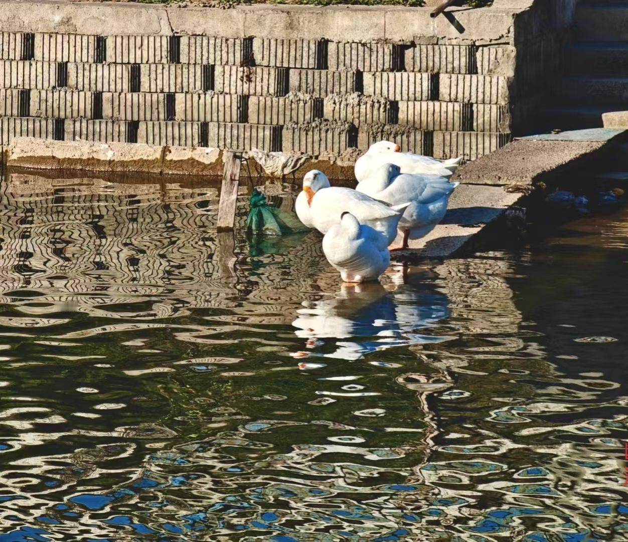 水光把砖墙的影子揉成涟漪，白鹅们挨在一起，把午后的静谧都驮在羽毛上。
🌊 绿网
