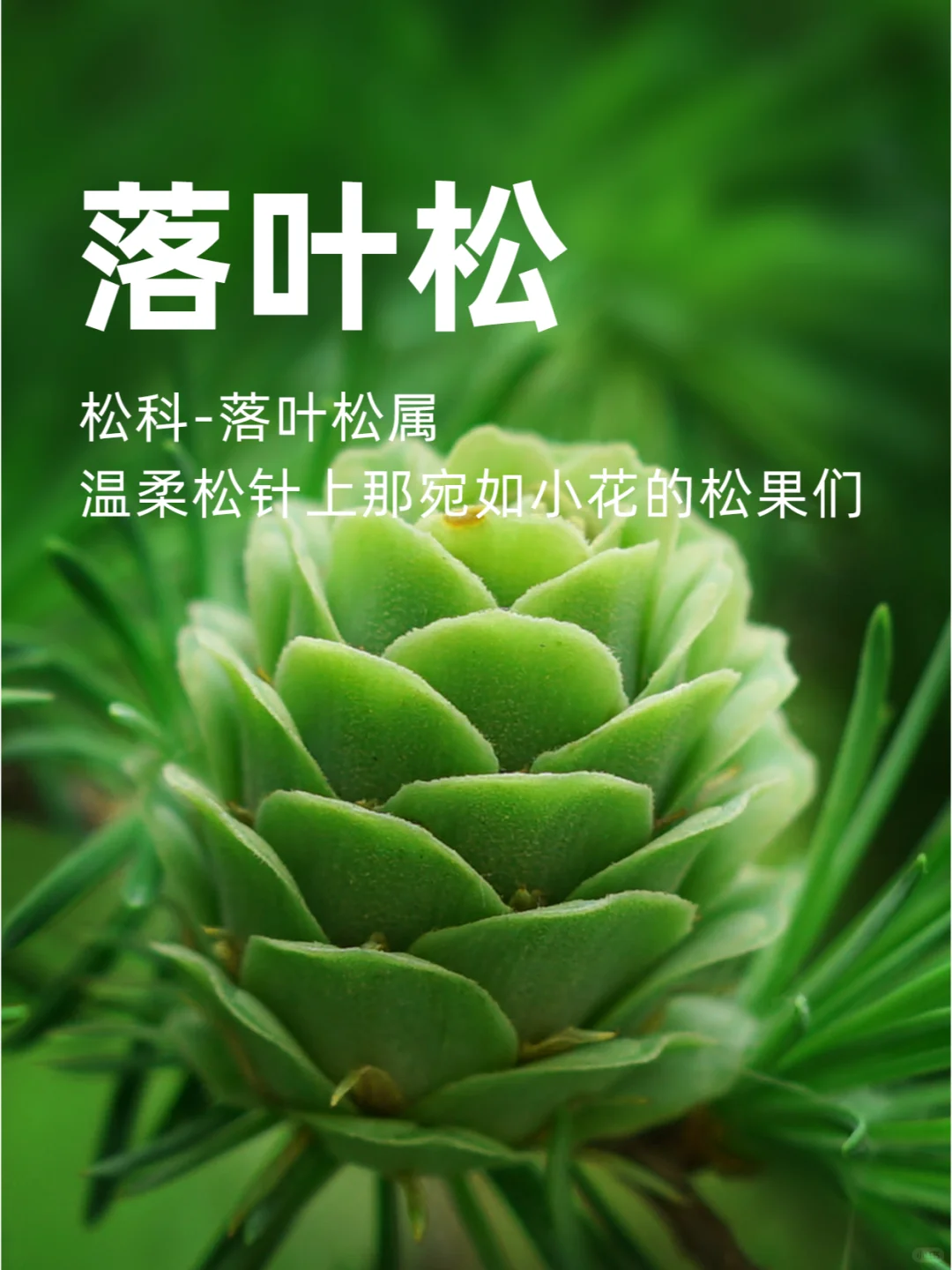 温柔松针上那宛如小花的松果们~