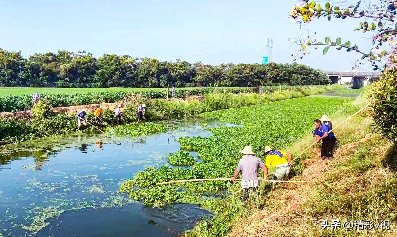 望江雷池杨溪河，河道清淤前后大不同
清理前，河上有杂物淤堵，水草滋生。
清理后，