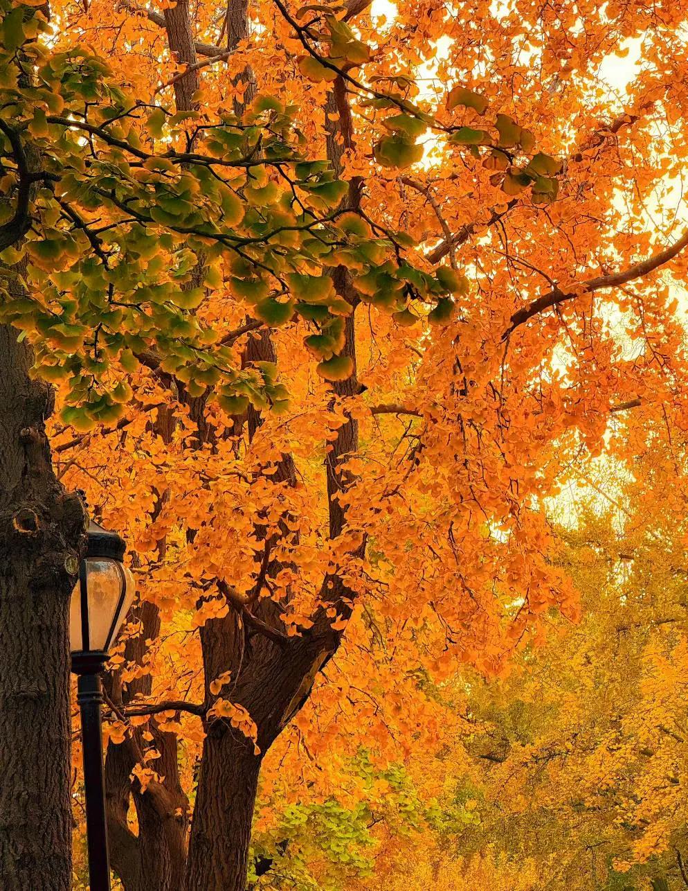 近两年没到潍坊滨海了。沿着千里滨海长廊的长江西街一路西行，便来到海化的盐田。盐田