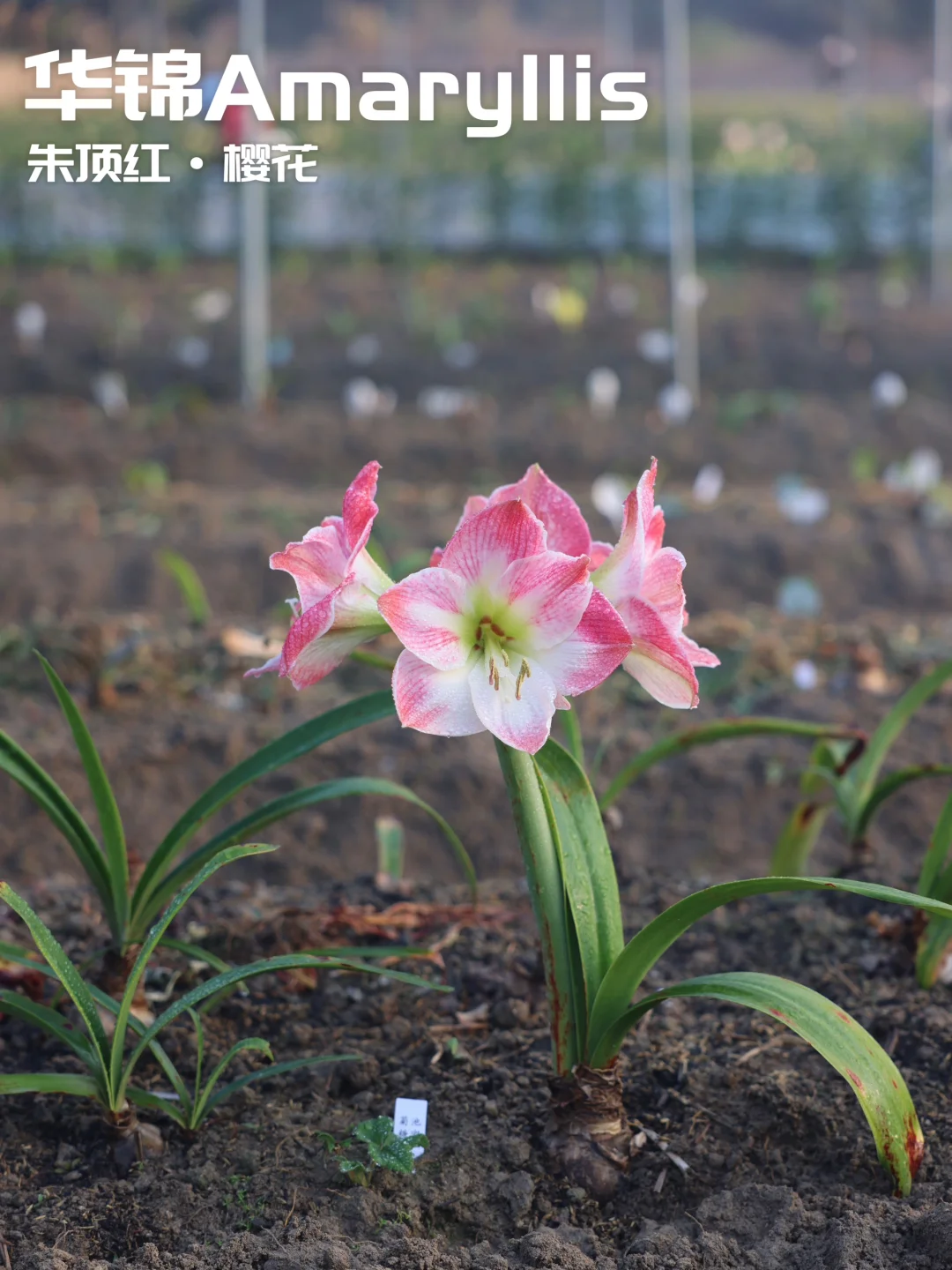 冬天的樱花