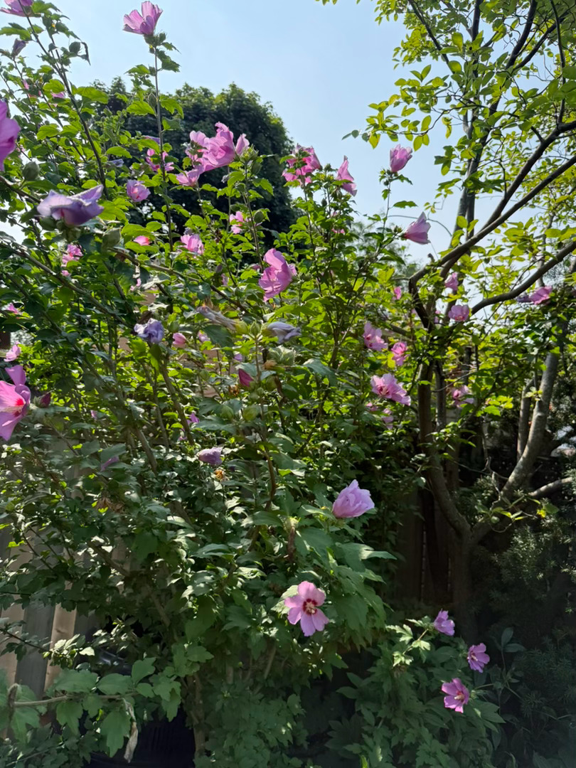 在加拿大一年，我们连床都没买。只买了几个床垫。娃直接睡床垫上。很奇怪，我在国内强