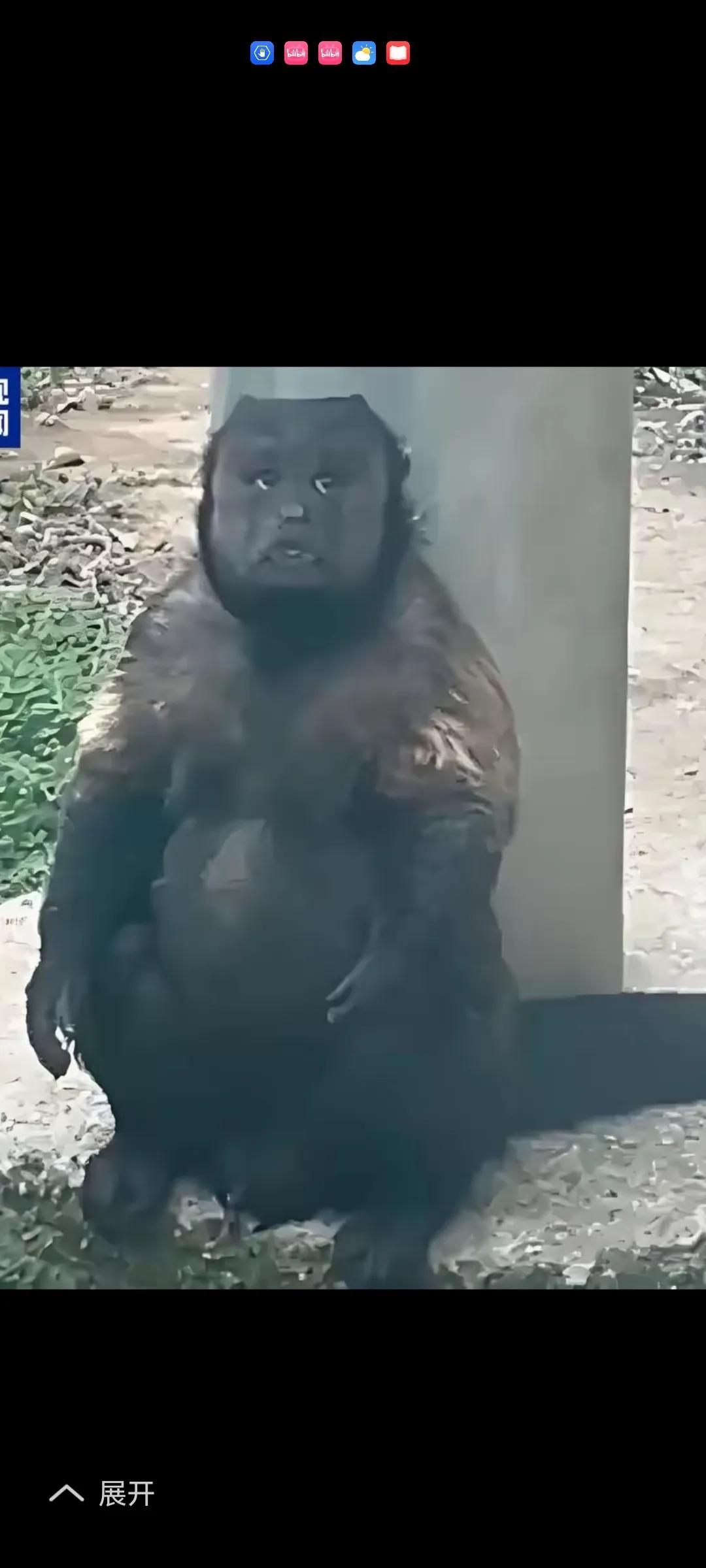 像不像。一个是猴王，一个是狗王。