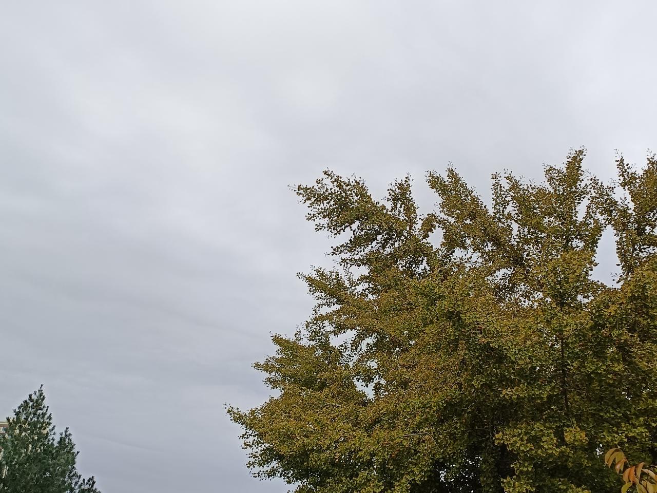今日天阴，秋意渐浓，枝头秋叶慢慢染成金黄。
上午八点半，前往医院办理特药申请表。