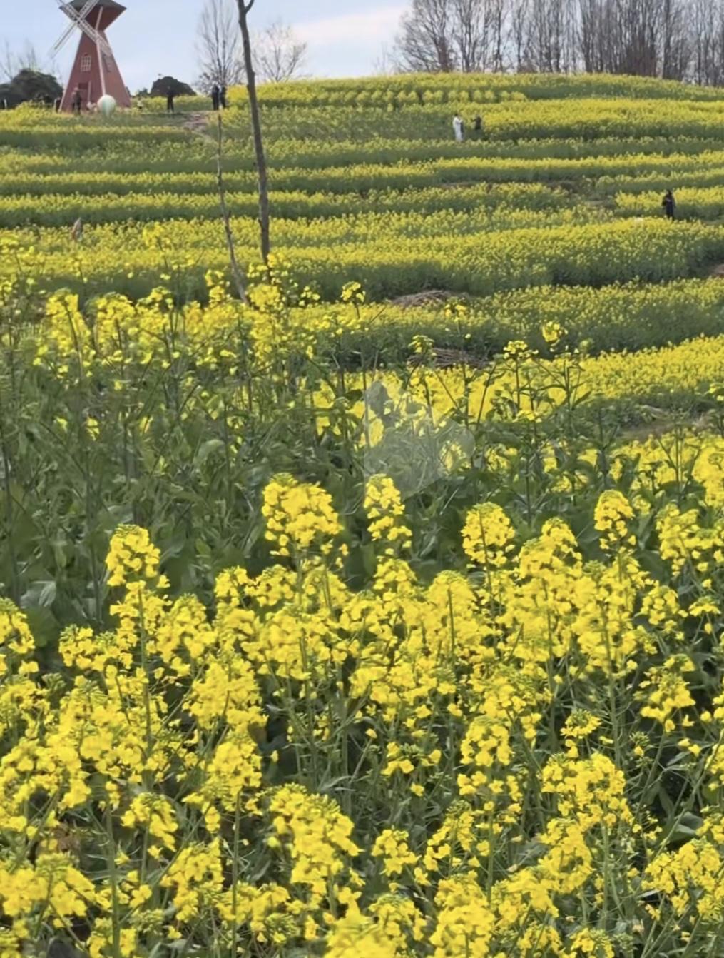 随处可见的春暖花开，让人心旷神怡，这里是淮河流域的淮南市，也是国家产煤区，来到这