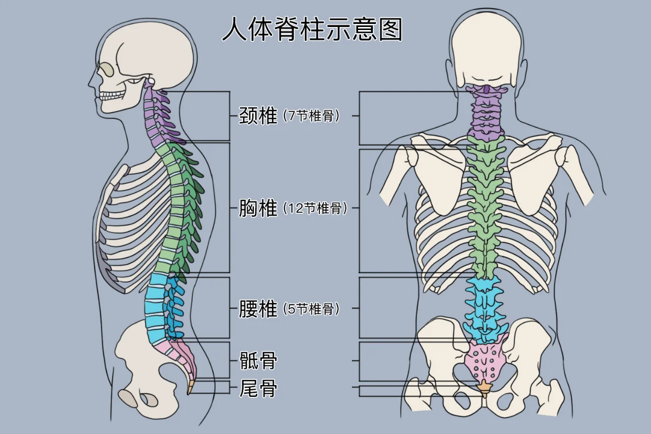 人体脊柱结构位置图