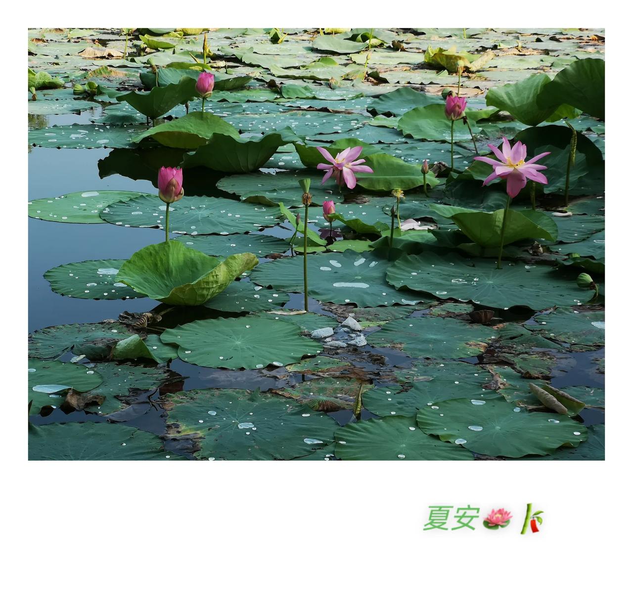 摊破浣溪沙

[唐代]李璟
菡萏香销翠叶残，西风愁起绿波间。
还与韶光共憔悴，不