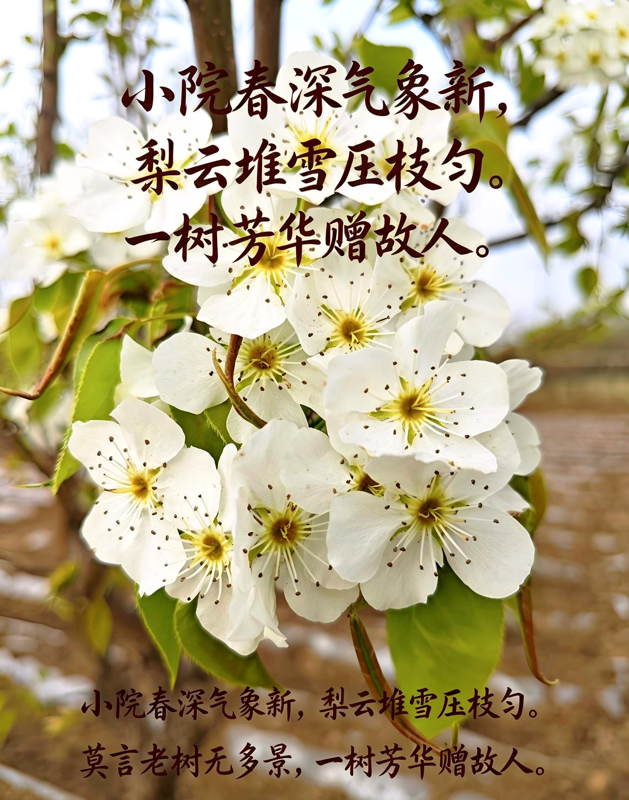 《见家梨树初开》 
躬耕垄亩趁春和？忽见庭前万树雪。
 玉蕊凝香沾素袖,青枝映日