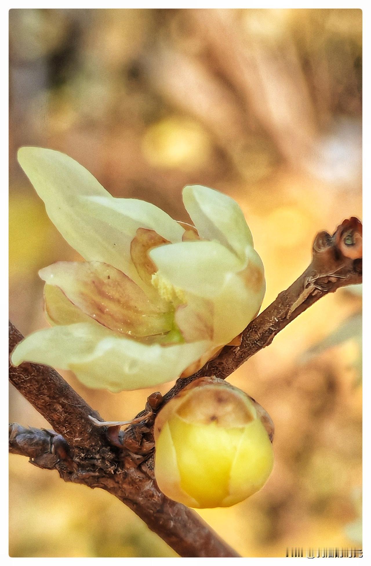 起初只是一缕游丝般的香，在冻得发脆的空气里，像句欲言又止的偈语，它牵着我的衣角，