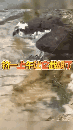 好不容易钓到了一条大鱼，竟遇到了这么个难缠的玩意儿😡