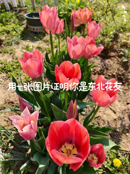 用一张图片证明你是东北花友，郁金香开了。