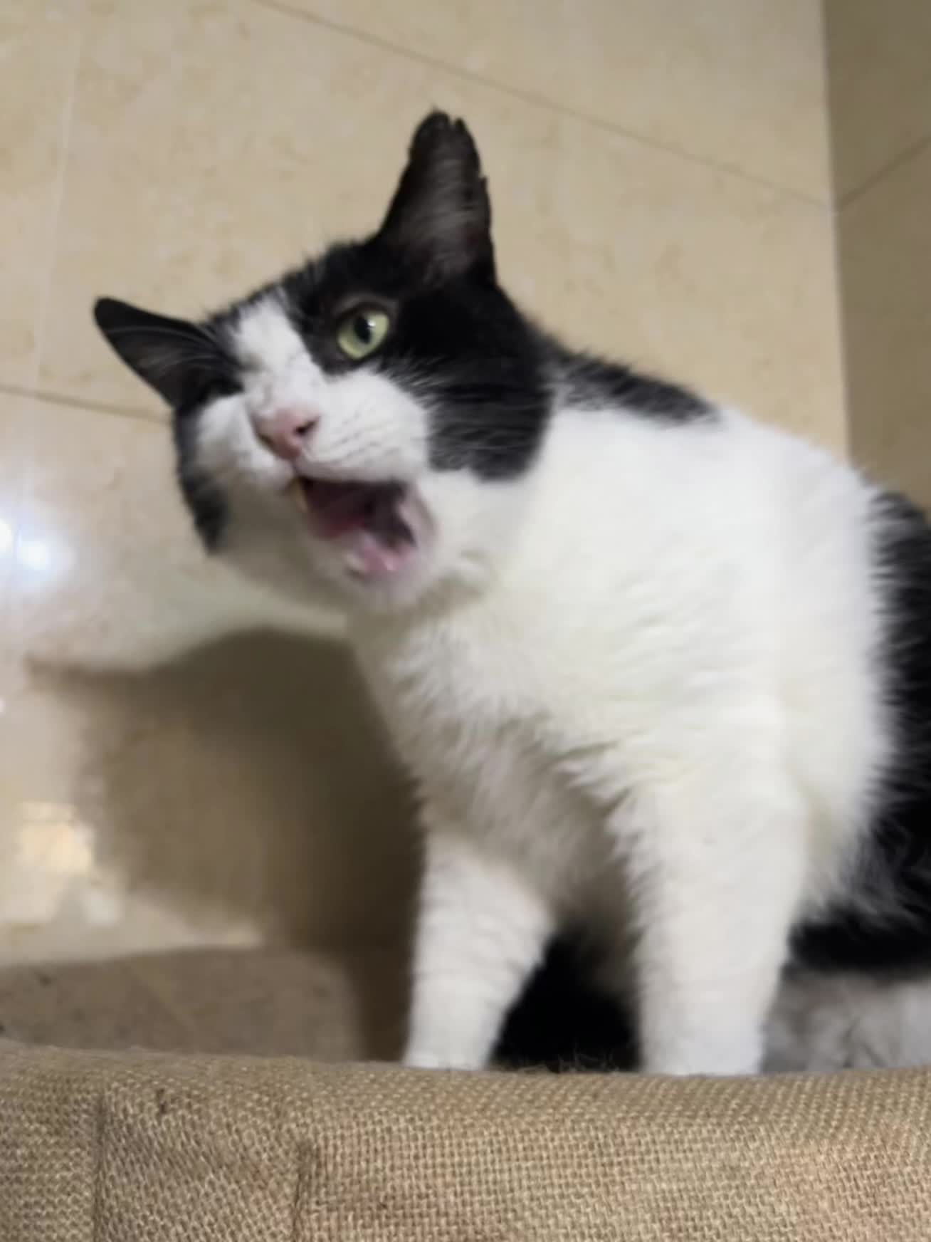 可爱从来不是我的标签