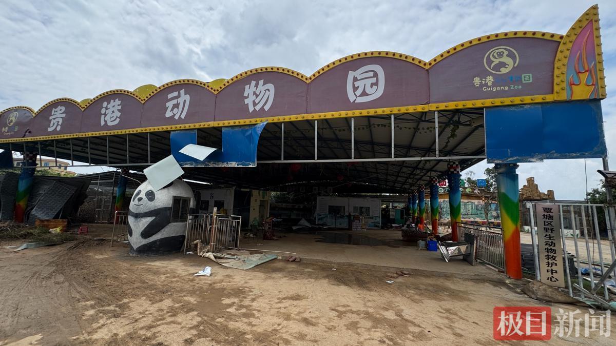 两难抉择引热议！
2026年7月10日，广西贵港动物园受台风强降雨侵袭，园内上百