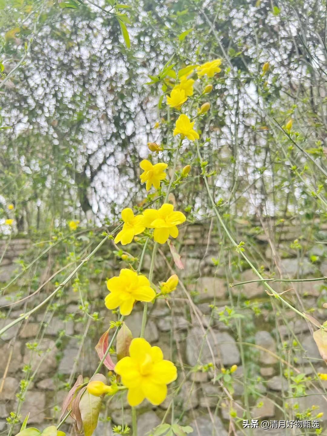 今日踏春赏花

春风拂面，阳光明媚，今日我和家人一同踏春出游，去郊外赏花。一路上