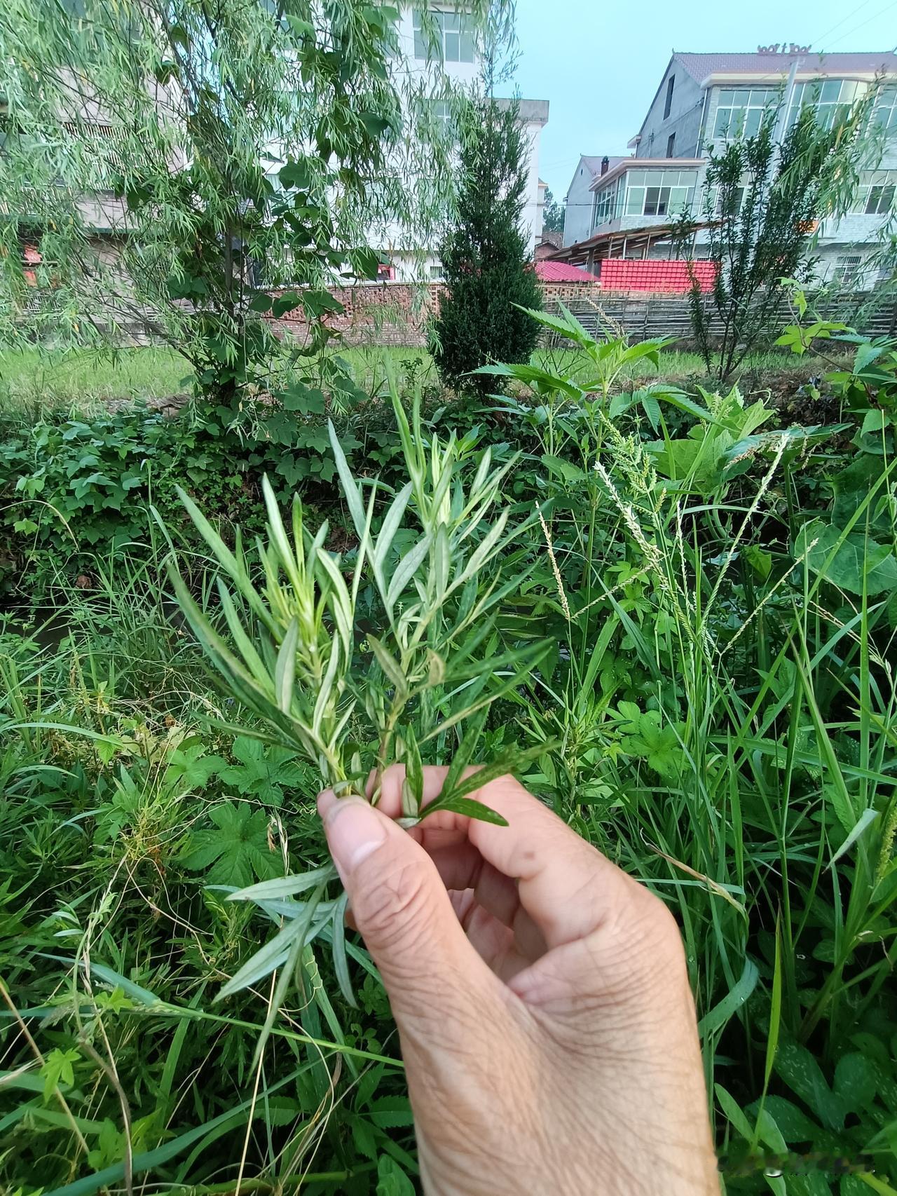 路边的宝
这宝用处可多着呢 
前几天在村头小沟边遛弯，突然瞅见手里这棵草，嘿，这