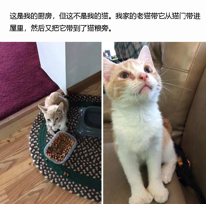 没有比猫更厚脸皮的生物了，动不动就闯进别人家里还赖着不走...[允悲][允悲] 