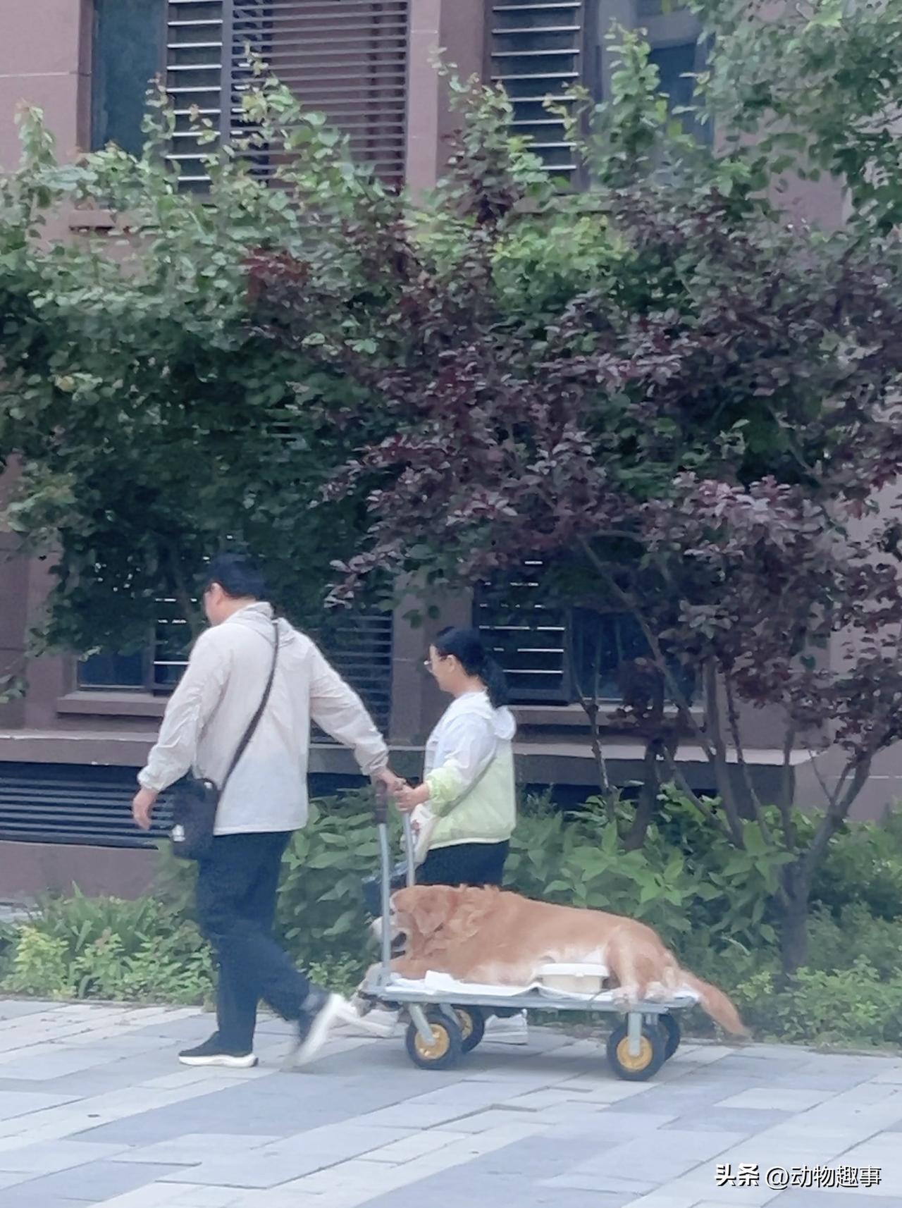 邻居家的狗老了，走不动了，邻居就这样用推车拉着它出来兜兜风
这一幕看见了主人对狗
