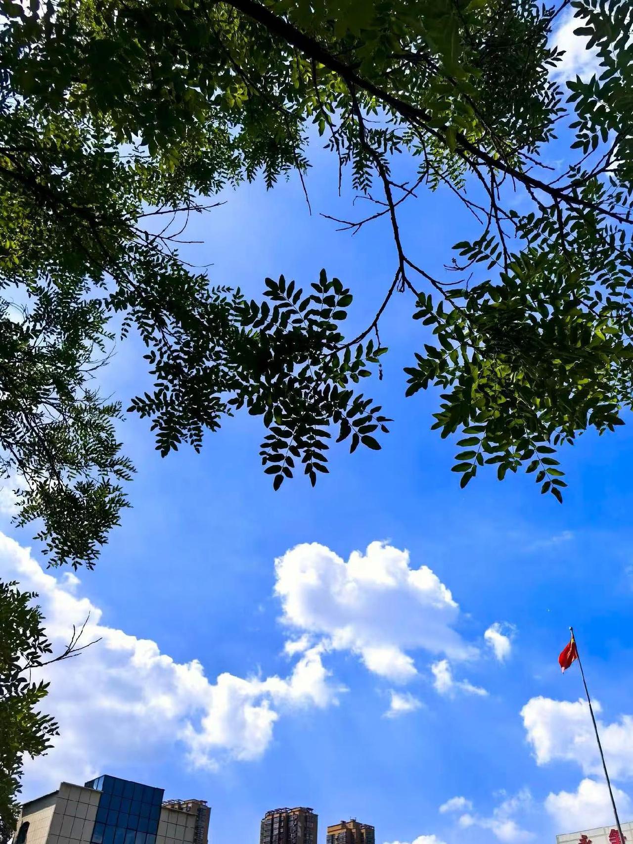 如果你也喜欢蓝天白云，你也拍一张吧！树与天空美照 天很蓝树很绿风很轻 夏日蓝天
